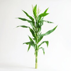 Obraz premium Close up of fresh green corn tree on an isolated white background 