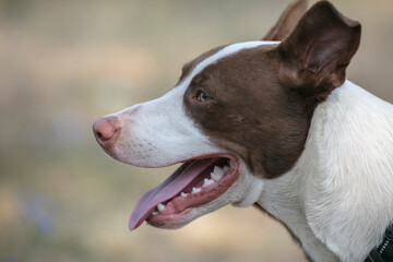 Half breed pit bulldog 