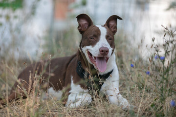 Half breed pit bulldog 