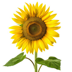 Obraz premium A fresh yellow sunflower isolated.
