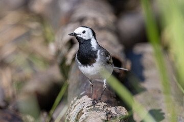 White wagtail