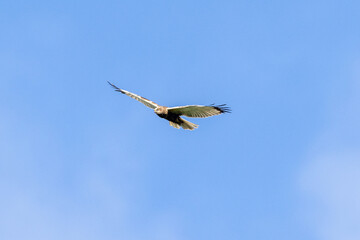 Western marsh harrier in flight