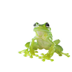 A playful, shiny green frog alone.