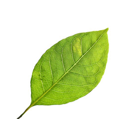 A playful glossy green leaf isolated
