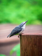 A nuthatch perching on a stump and looking up