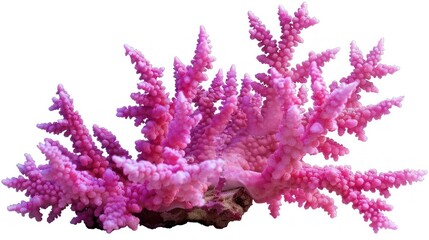 Fototapeta premium Pink Coral Branch