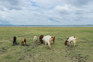 Goats grazing on a green field in the natural.