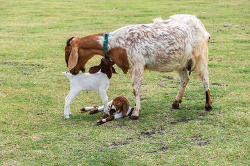 Mother goat is taking care of her kids on the natural green grass.