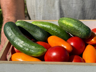 Farmer holding harvest fresh vegetables tomatoes and cucumbers 