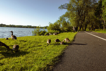 A family of geese relaxing by the lake shore, enjoying the calm waters and peaceful surroundings