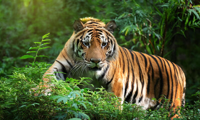 Jungle big tiger wild hunting in the green forest background 