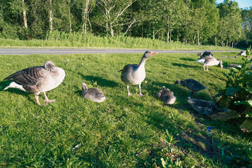 A family of geese relaxing by the lake shore, enjoying the calm waters and peaceful surroundings
