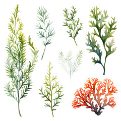 Naklejka premium watercolor seaweed and corals isolated on white. Sea theme, design element, decoration of water entertainment places, parks, beaches.