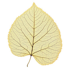 Fototapeta premium A delicate, dried leaf showcasing intricate vein patterns and a soft, pale yellow hue, perfect for nature-inspired designs.