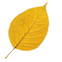 Obraz premium A vibrant yellow leaf showcasing intricate details and textures, perfect for autumn themes and natural backgrounds.