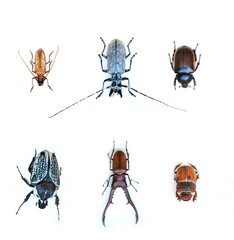 Fulgora laternaria spread is common in Central and South America, Mexico.