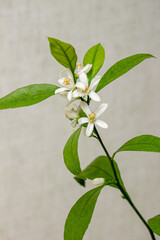 Blooming of a domestic citrus plant, close-up. Clusters of delicate white flowers on a twig with lettuce leaves. Satsuma Hashimoto, Citrus unshiu. Indoor citrus tree growing