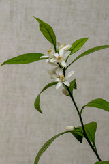 Blooming of a domestic citrus plant, close-up. Clusters of delicate white flowers on a twig with lettuce leaves. Satsuma Hashimoto, Citrus unshiu. Indoor citrus tree growing