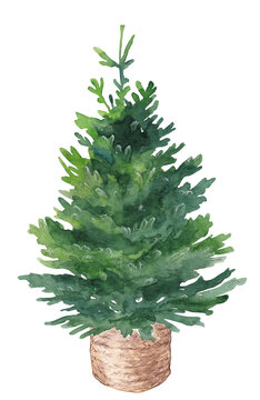 Watercolor Christmas tree in a basket, New year card