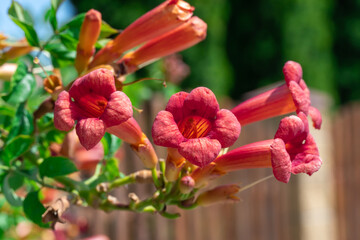 Red flowers of campsis grandiflora shrub blossom in garden. Chinese trumpet creeper is large...