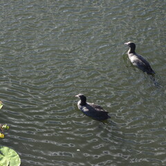 great crested grebe, little birds swimming in lake