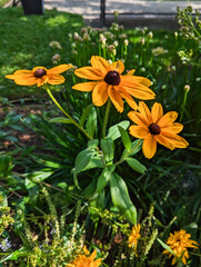 Black-eyed Susan's in a Garden