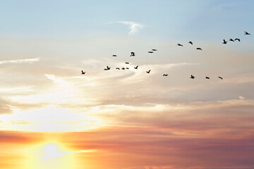 Golden Pelican Sunset on Texas Gulf Coast