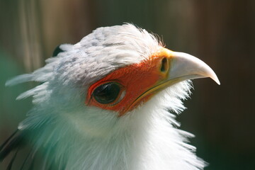 Photo animal, oiseau Secrétaire