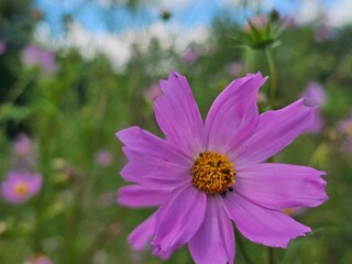 Obraz premium pink cosmos flower