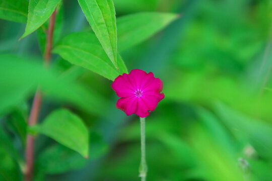 Pink Blume
