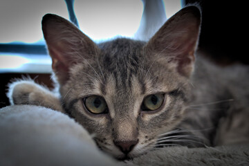 this is my CAT.  The name is UBUNTA