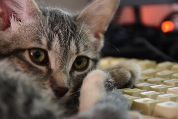 this is my CAT.  The name is UBUNTA