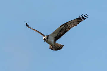 Balbuzard pêcheur, Pandion haliaetus, Western Osprey