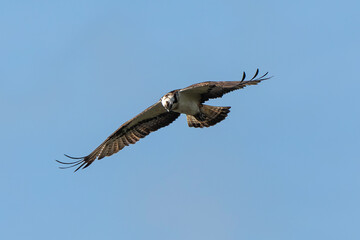 Obraz premium Balbuzard pêcheur, Pandion haliaetus, Western Osprey