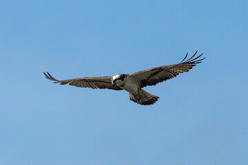 Balbuzard pêcheur, Pandion haliaetus, Western Osprey