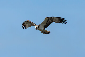 Balbuzard pêcheur, Pandion haliaetus, Western Osprey