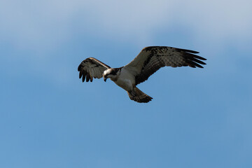 Balbuzard pêcheur, Pandion haliaetus, Western Osprey