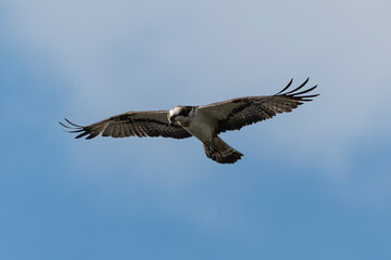 Balbuzard pêcheur, Pandion haliaetus, Western Osprey