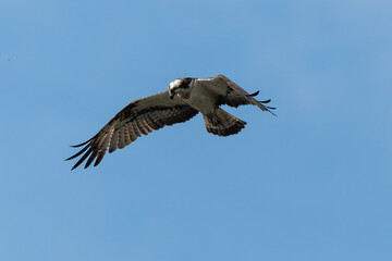 Balbuzard pêcheur, Pandion haliaetus, Western Osprey