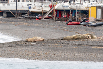 Port, Longyearbyen, Morse, Odobenus rosmarus, Spitzberg, Svalbard, Norvège