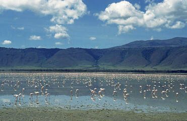 Flamant nain,. Phoeniconaias minor, Lesser Flamingo, Safari photo, Parc national du N.Gorongoro Crater, Tanzanie