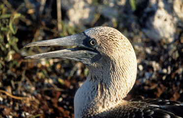 Fou à pieds bleus,.Sula nebouxii, Blue footed Booby, Archipel des Galapagos