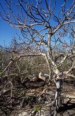 Fou à pieds rouges, nid,.Sula sula , Red footed Booby, Archipel des Galapagos, Equateur