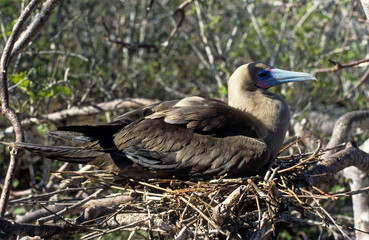 Fou à pieds rouges, nid,.Sula sula , Red footed Booby, Archipel des Galapagos, Equateur