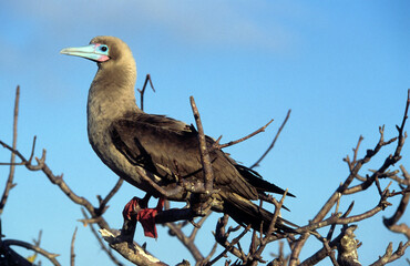 Fou à pieds rouges, .Sula sula , Red footed Booby, Archipel des Galapagos, Equateur