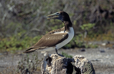 Fou masqué,.Sula dactylatra, Masked Booby, Archipel des Galapagos, Equateur