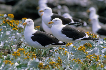 Goéland dominicain,.Larus dominicanus, Kelp Gull