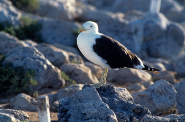 Goéland dominicain,.Larus dominicanus, Kelp Gull