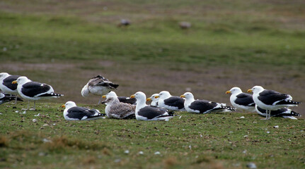 Fototapeta premium Goéland dominicain,.Larus dominicanus, Kelp Gull