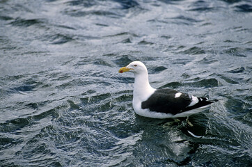 Goéland dominicain,.Larus dominicanus, Kelp Gull